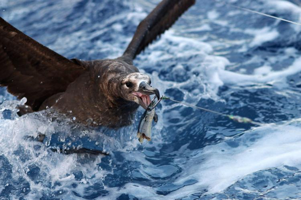 A molting black-footed Albatross reaches for bait during fishing operations. 