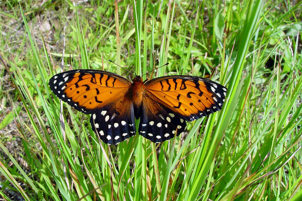 A regal fritillary butterfly.