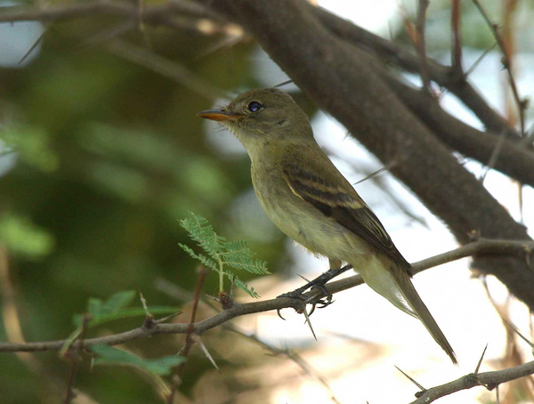 The endangered Southwestern willow flycatcher perched on a tree branch. 