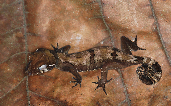 The bent-toed gecko in Malaysia