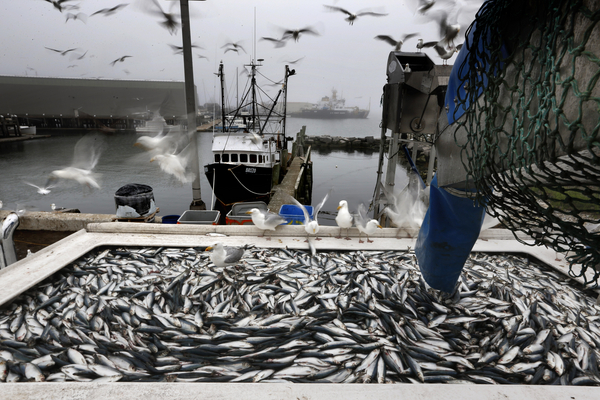 Herring are unloaded from a fishing boat in Rockland, Maine.