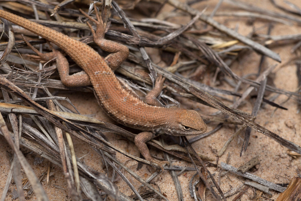 A dunes sagebrush lizard.