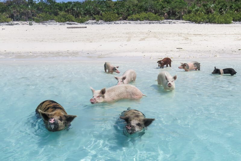 pigs swimming in water