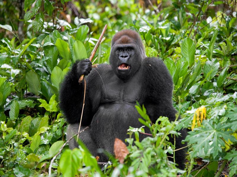 Gorilla Bwindi Impenetrable forest uganda