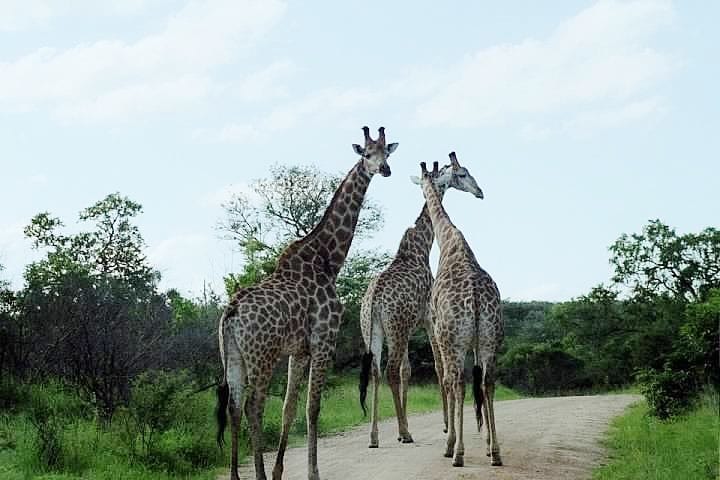 giraffes walking on a road