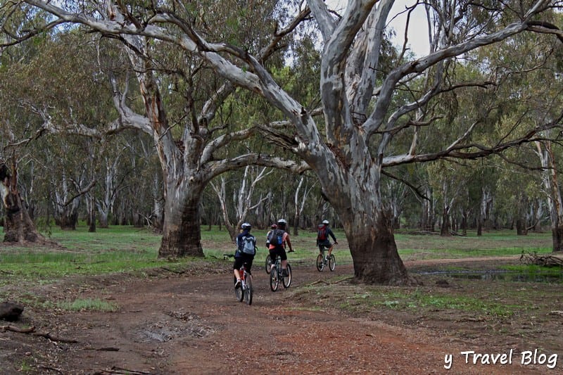 bike riding through the River Red Gum Forest