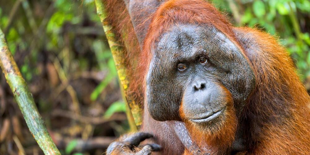 Tanjung Puting National Park orangutan